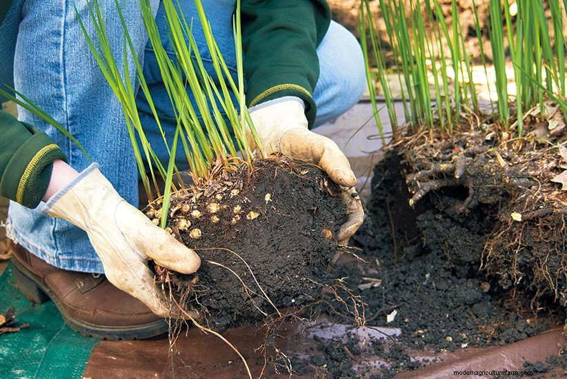 How to divide perennials with dead centers