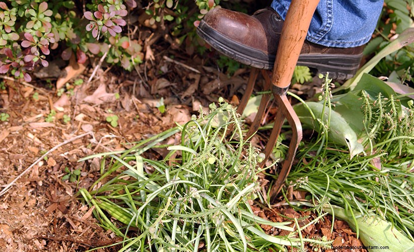 How to divide grape hyacinths