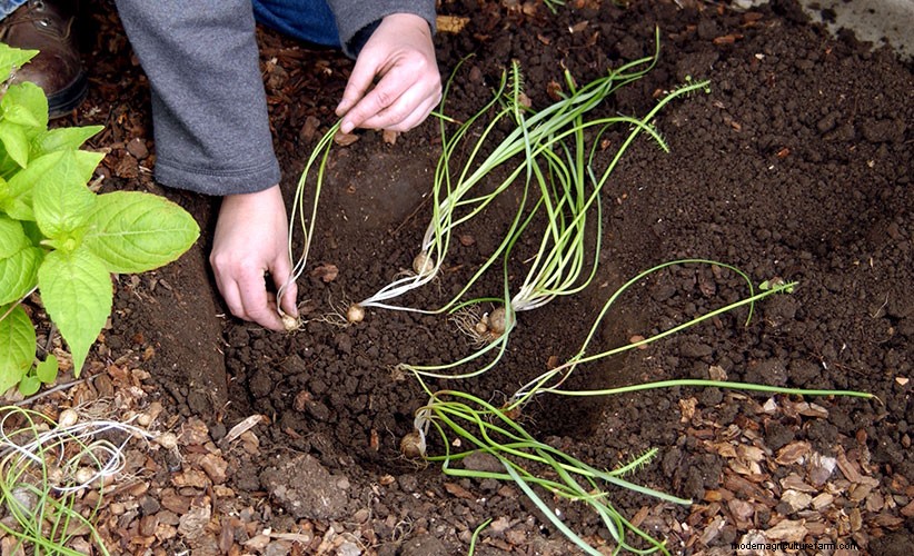 How to divide grape hyacinths