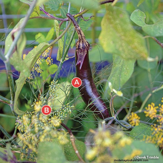 Companion Plantings That Really Work