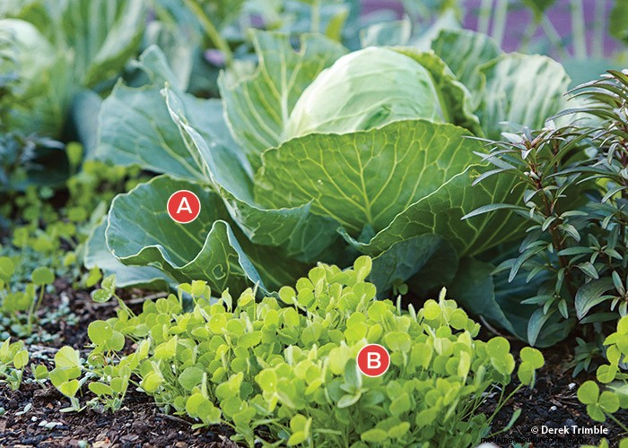 Companion Plantings That Really Work