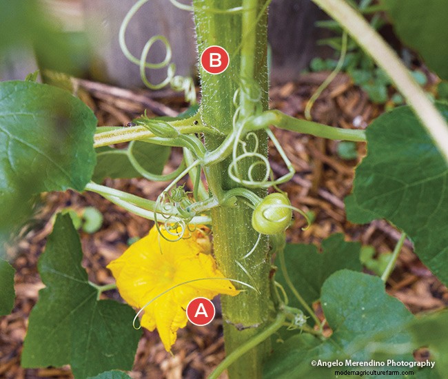 Companion Plantings That Really Work