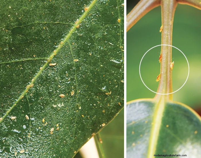 Common Houseplant Bugs