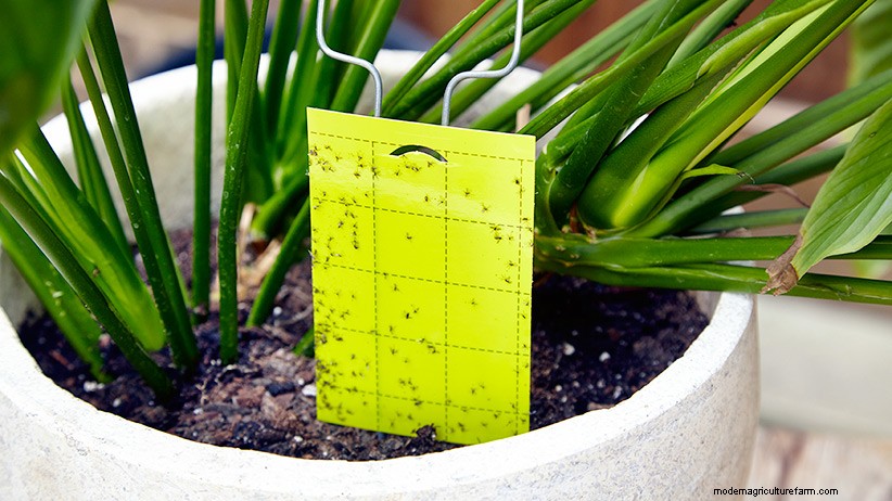 Common Houseplant Bugs