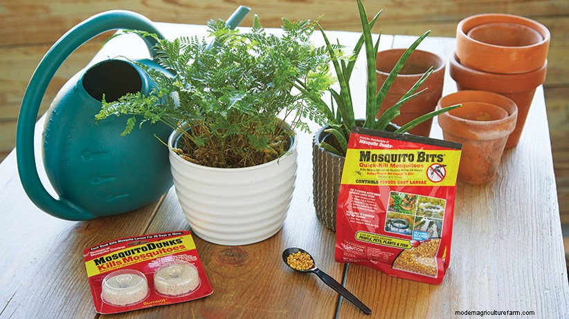 8 Ways to Get Rid of Fungus Gnats