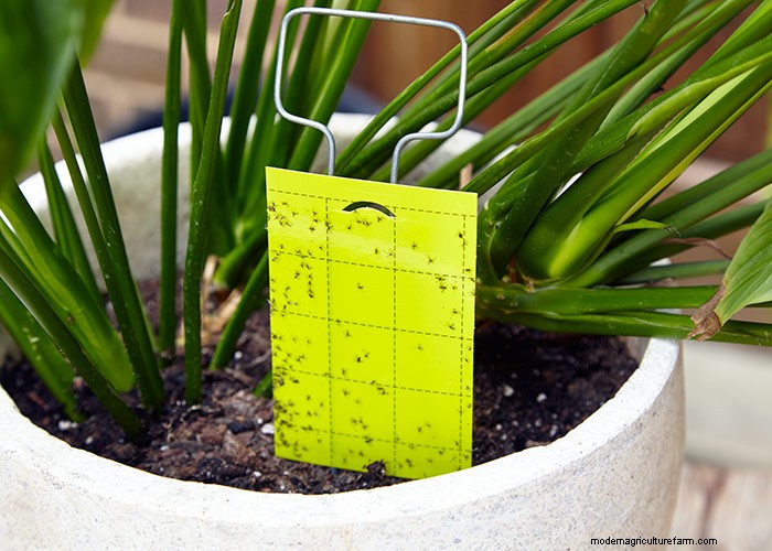 8 Ways to Get Rid of Fungus Gnats