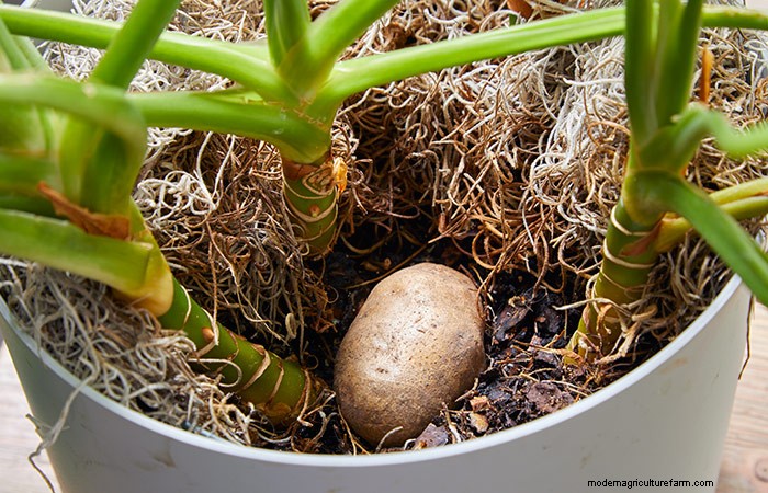 8 Ways to Get Rid of Fungus Gnats