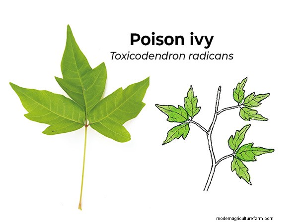 Poison ivy lookalikes