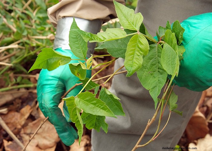 Poison ivy lookalikes