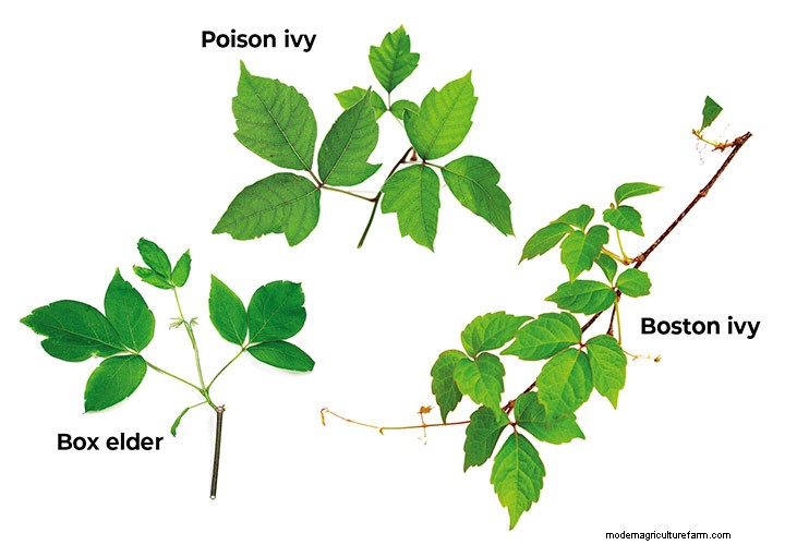 Poison ivy lookalikes