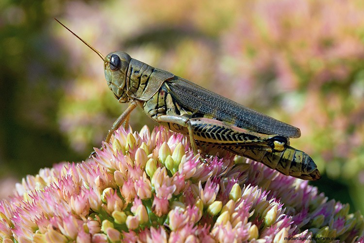 7 Common Garden Pests