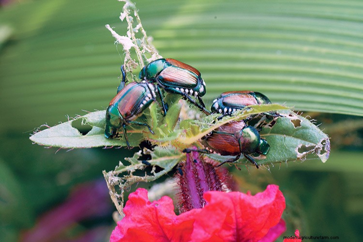 7 Common Garden Pests