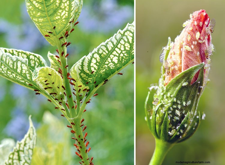 7 Common Garden Pests