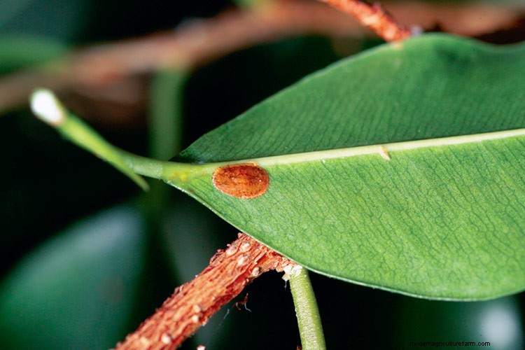 7 Common Garden Pests