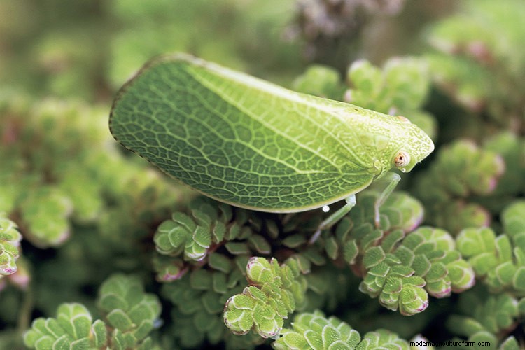 7 Common Garden Pests