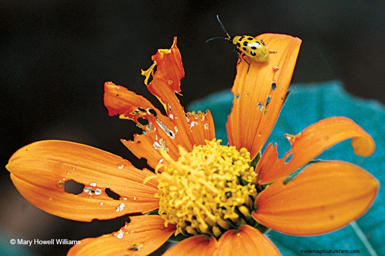 7 Common Garden Pests