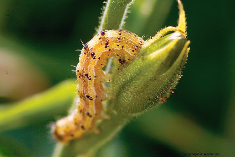 7 Common Garden Pests