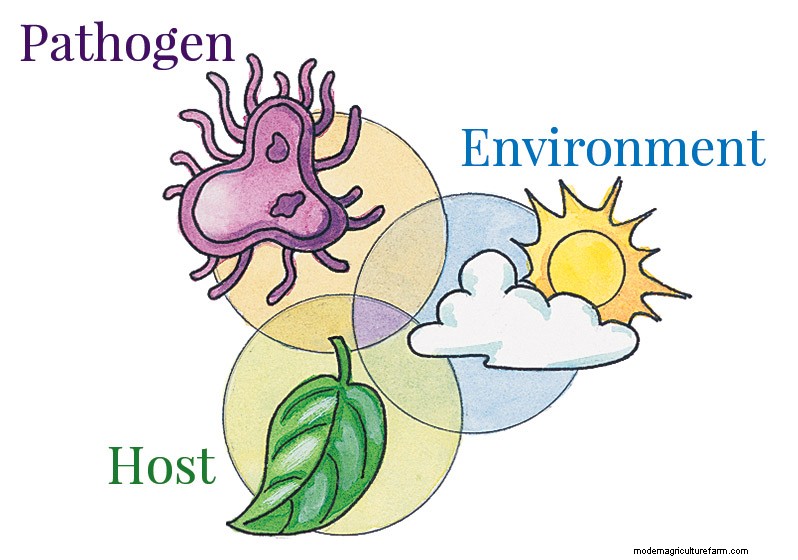 7 Common Garden Diseases