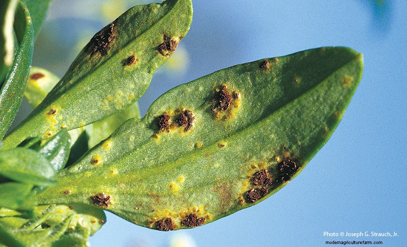 7 Common Garden Diseases