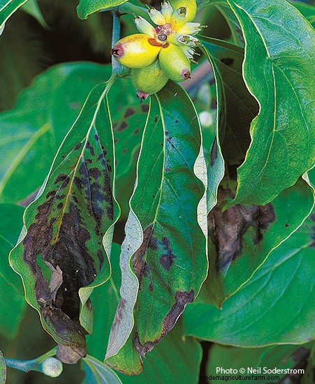 7 Common Garden Diseases