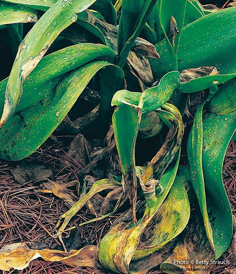 7 Common Garden Diseases