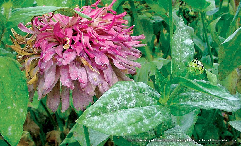 7 Common Garden Diseases