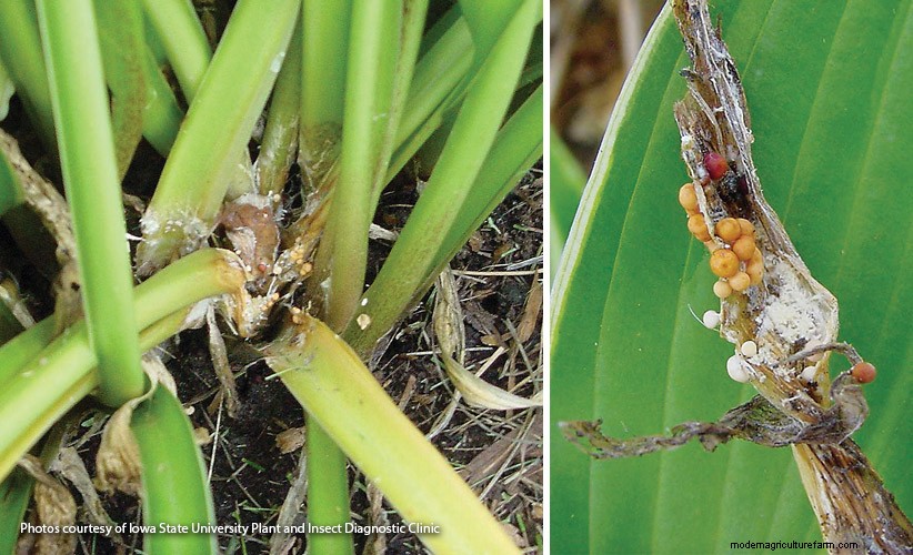 7 Common Garden Diseases