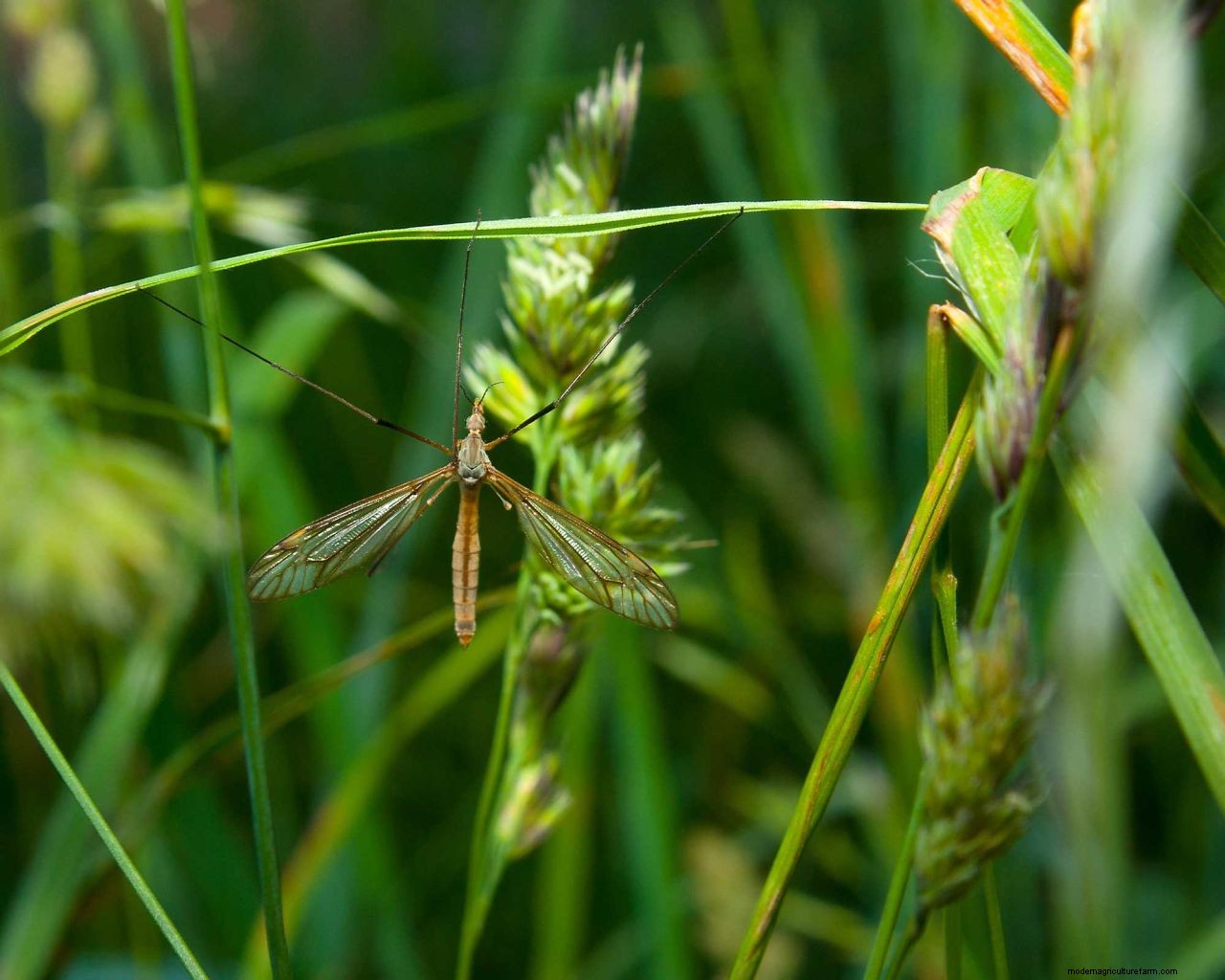 How to get rid of mosquitoes in your yard: 5 easy ways to deter these pests