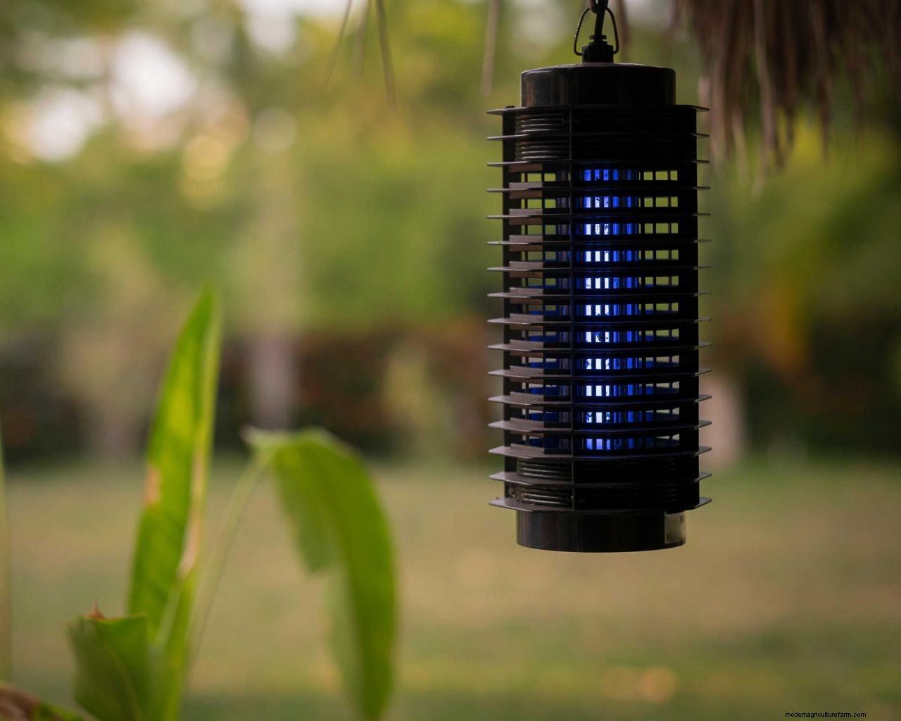 How to get rid of mosquitoes in your yard: 5 easy ways to deter these pests