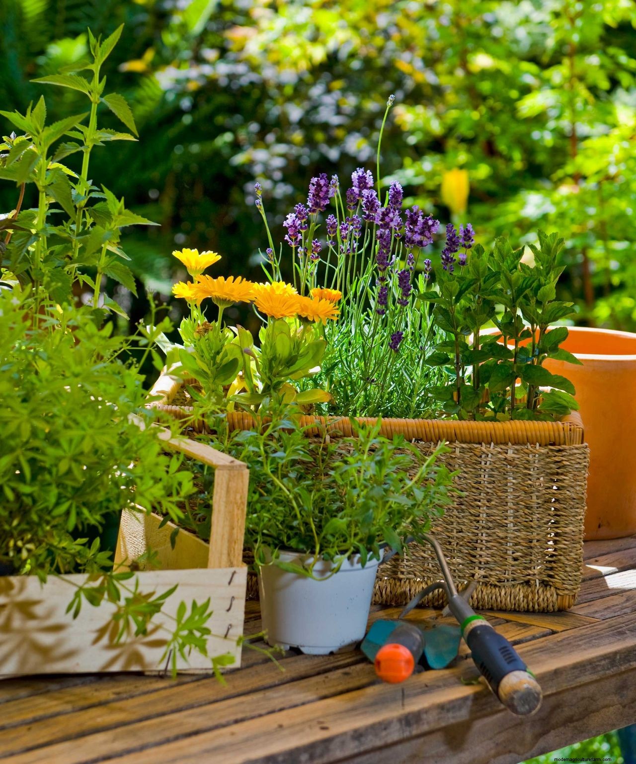 How to get rid of mosquitoes in your yard: 5 easy ways to deter these pests