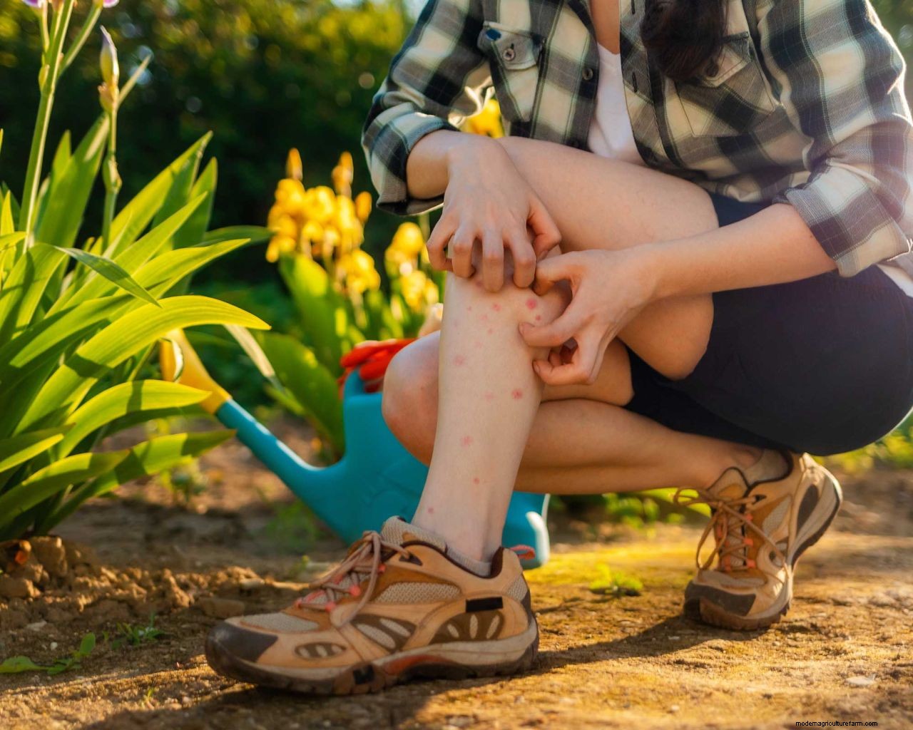 How to get rid of mosquitoes in your yard: 5 easy ways to deter these pests