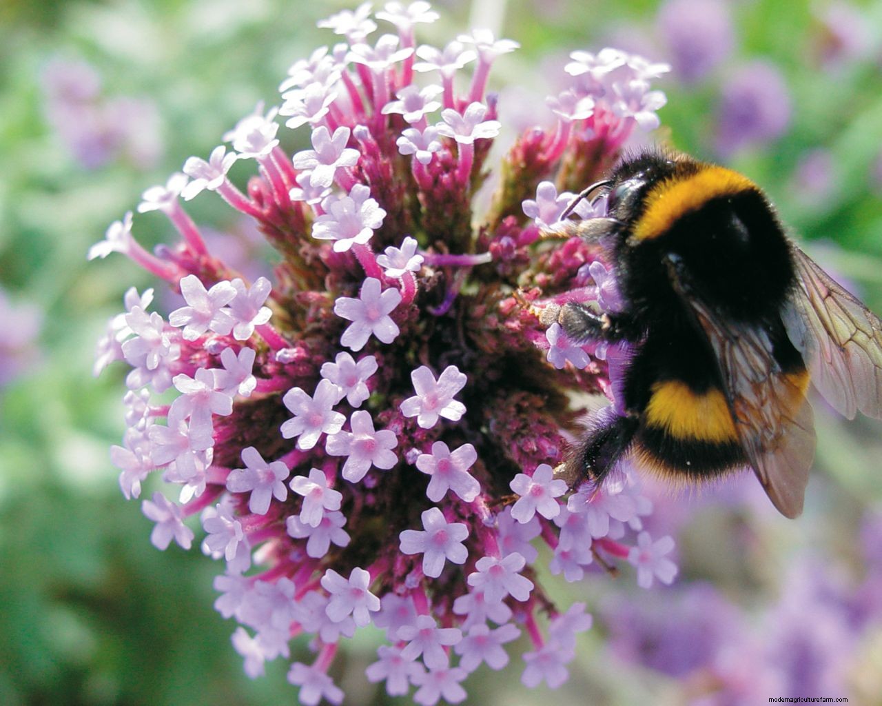 How to keep bees away from a pool: 7 simple solutions that work