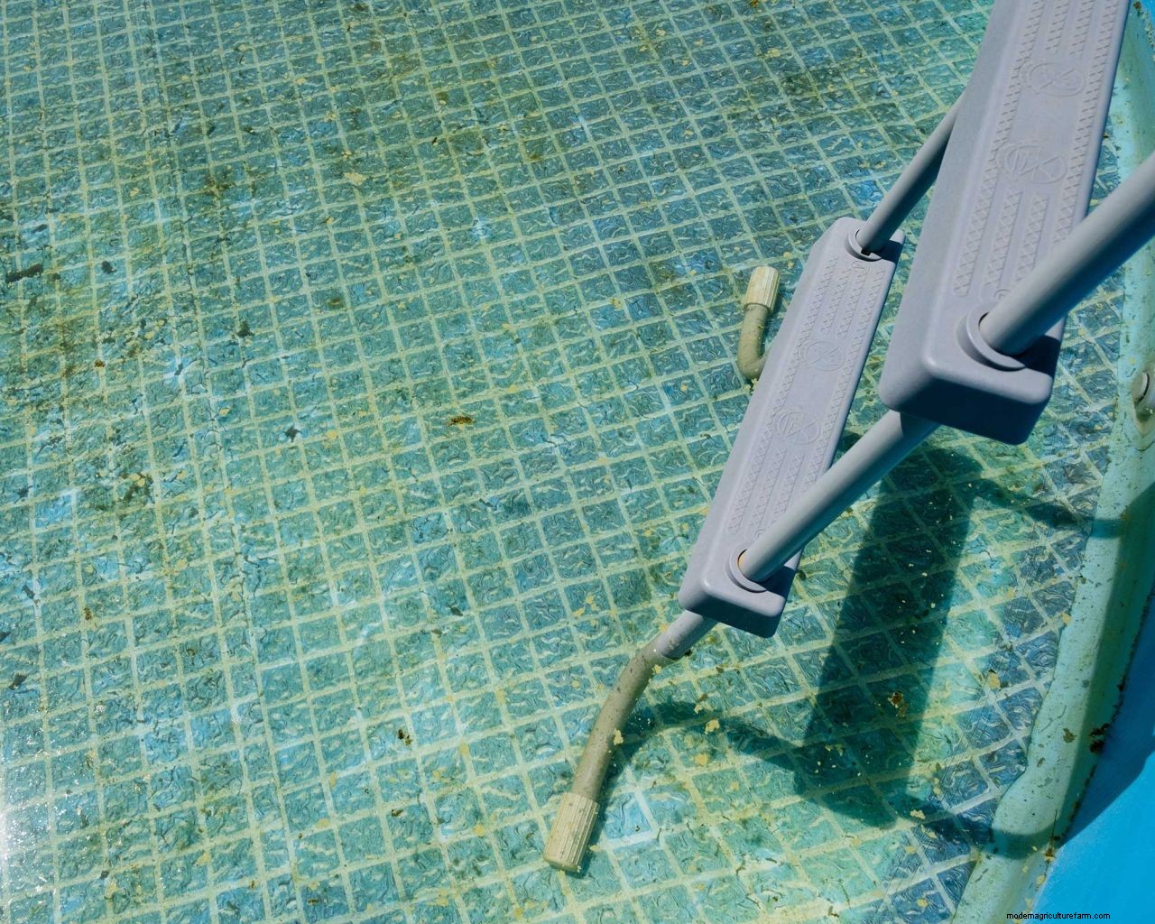 Mustard algae in a pool: what to look out for and how to get rid of it