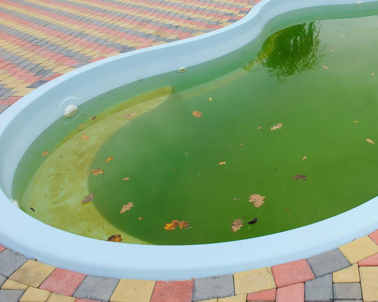 Mustard algae in a pool: what to look out for and how to get rid of it