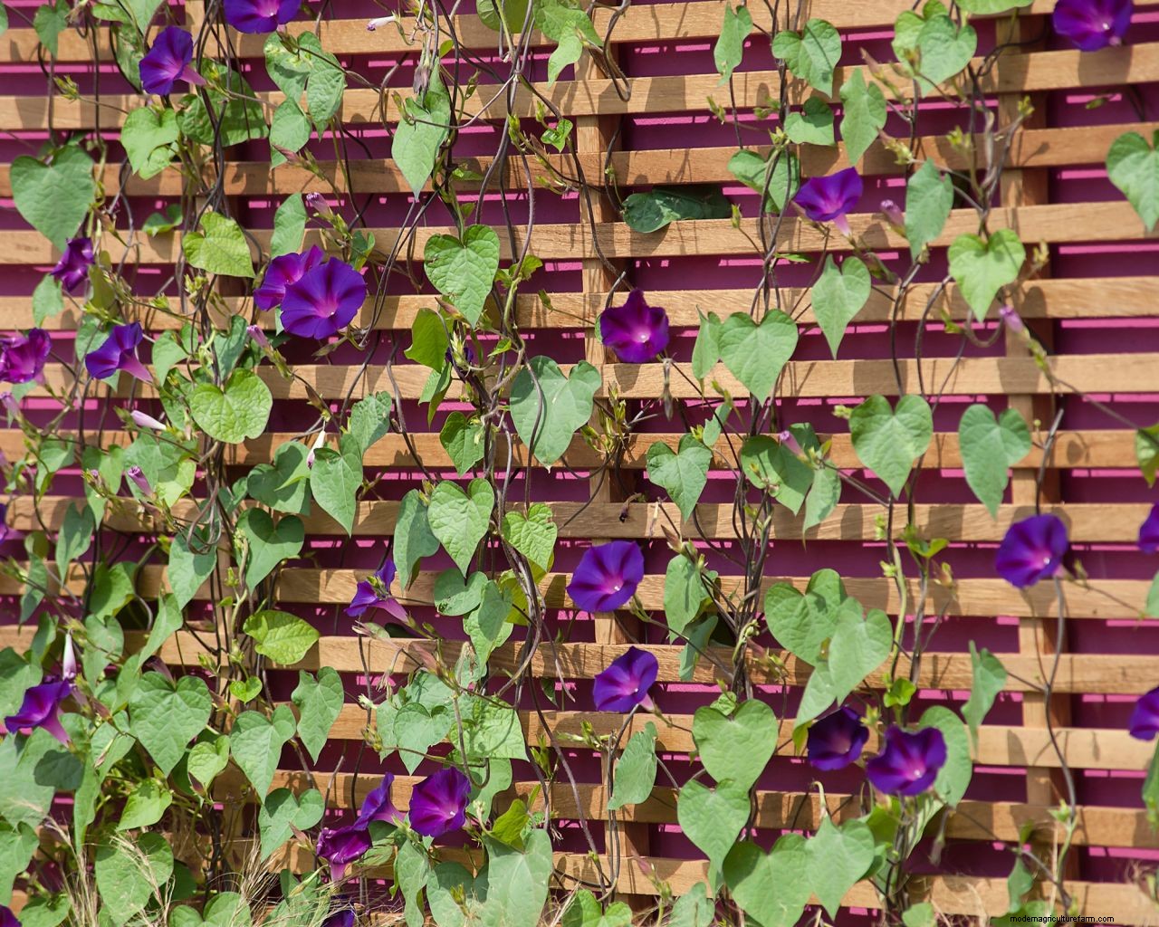 Why is my morning glory not blooming? 5 problems and solutions to try
