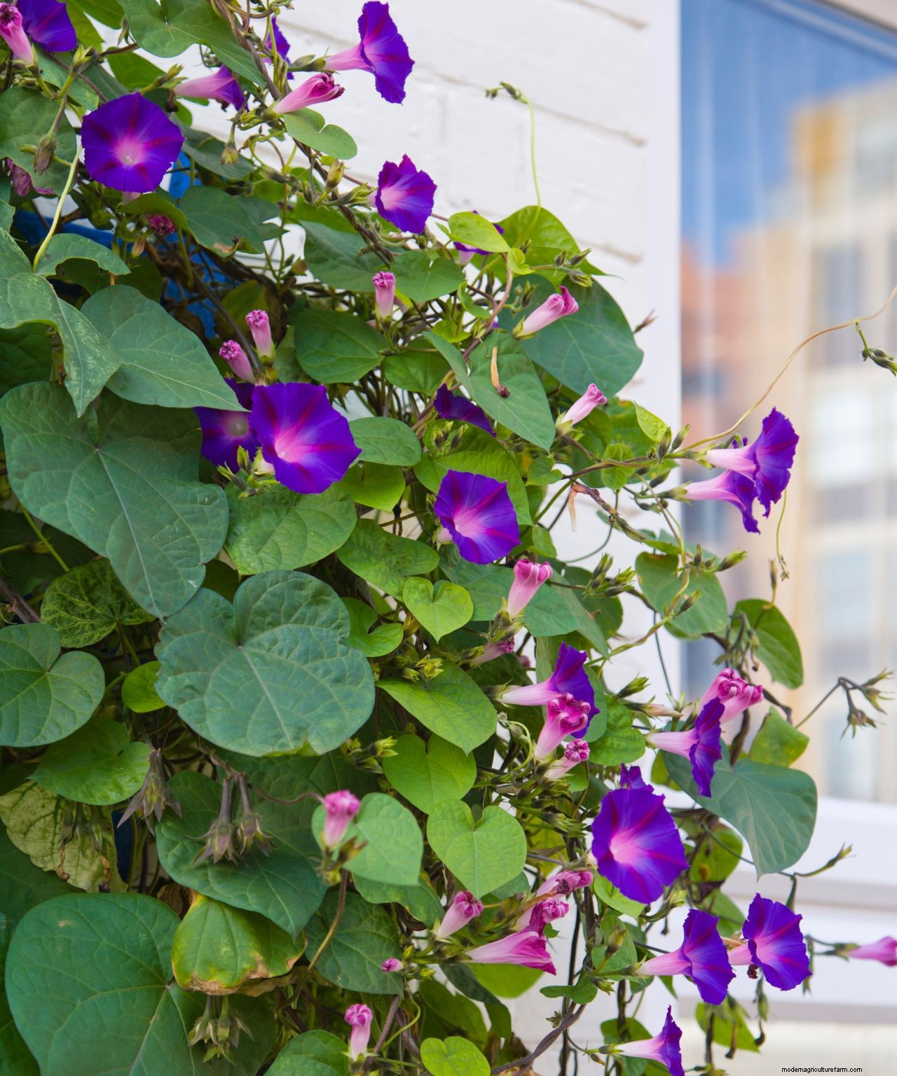 Why is my morning glory not blooming? 5 problems and solutions to try