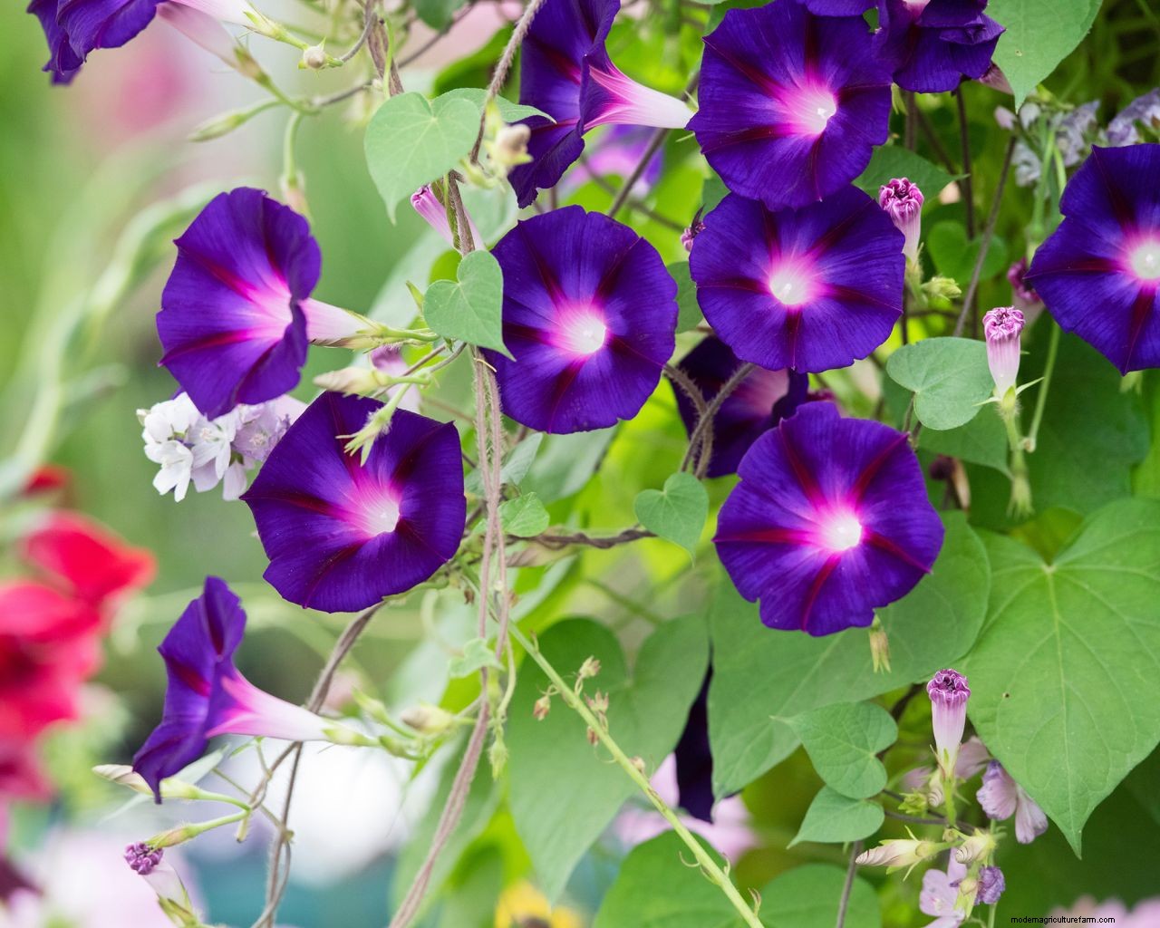 Why is my morning glory not blooming? 5 problems and solutions to try