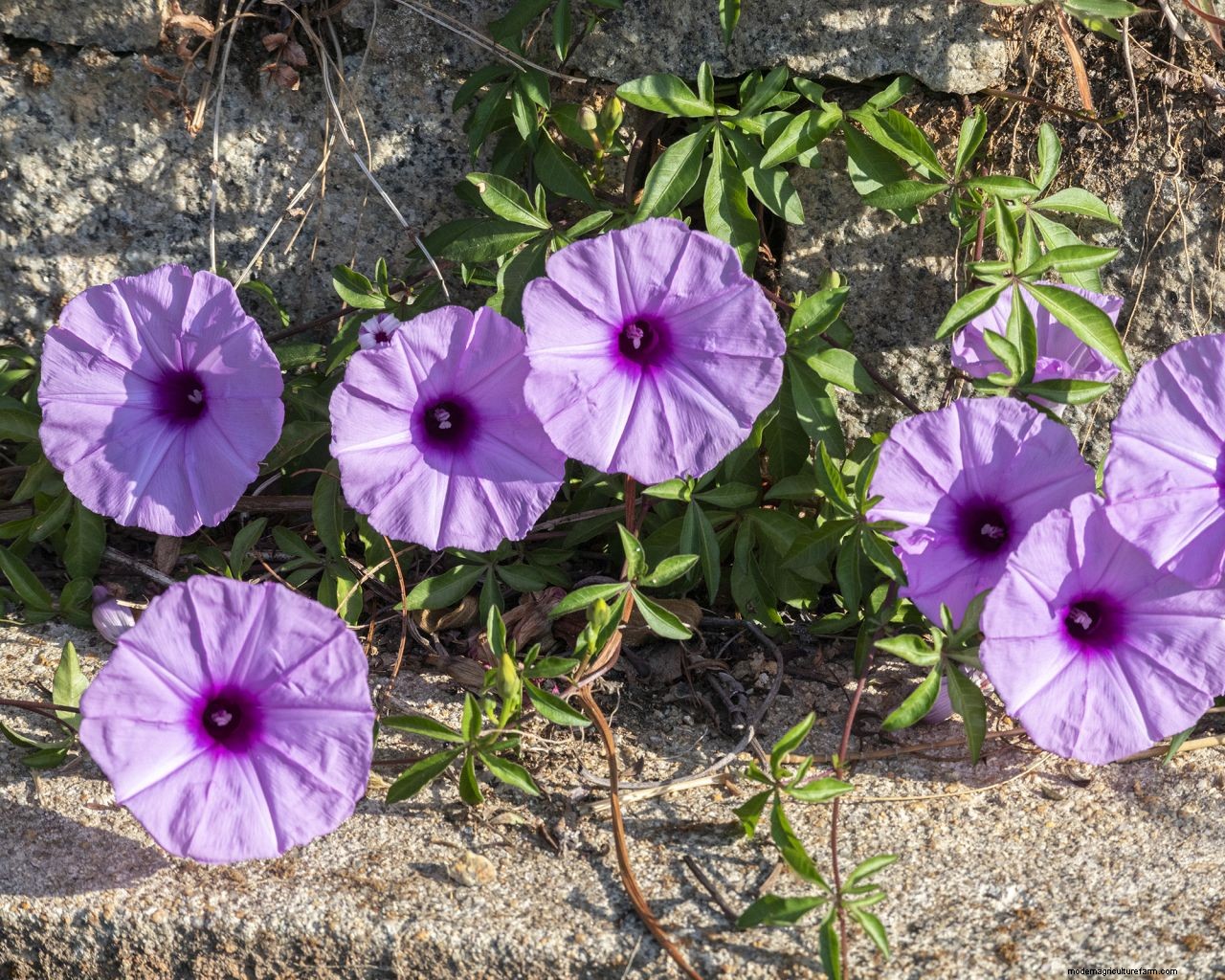 Why is my morning glory not blooming? 5 problems and solutions to try