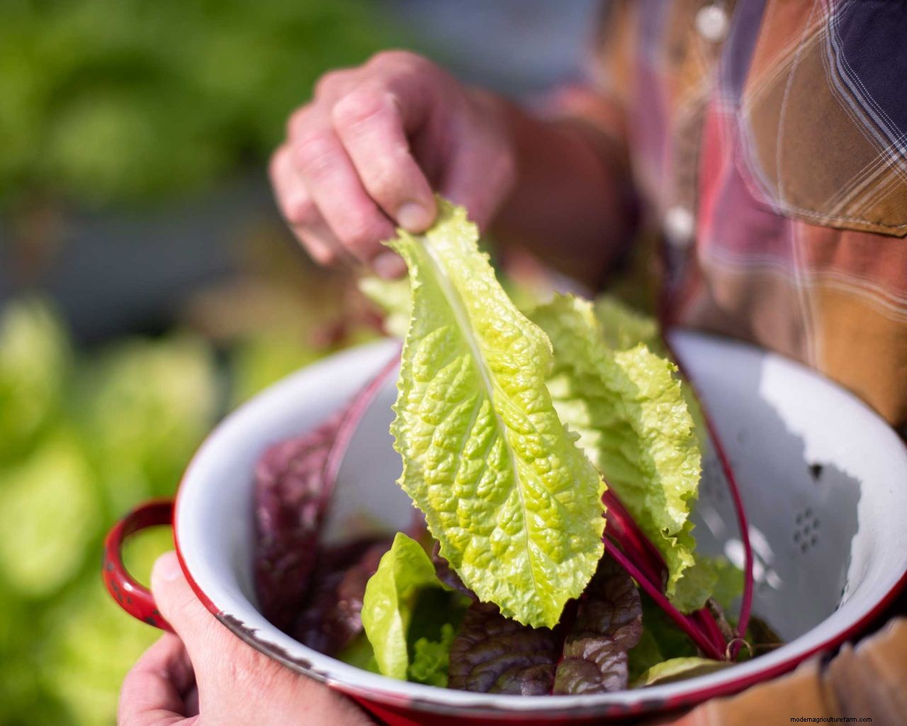 How to harvest lettuce so it keeps growing: top tips for more salad leaves