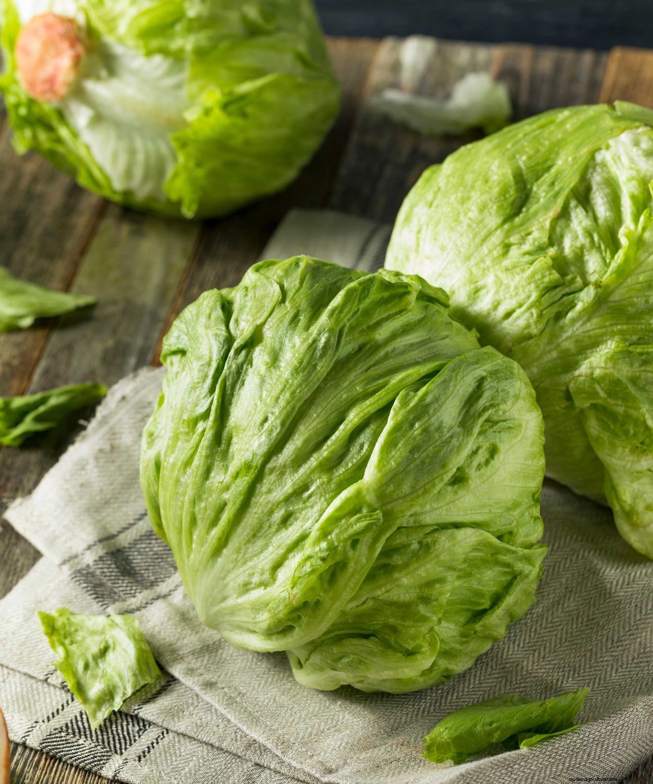 How to harvest lettuce so it keeps growing: top tips for more salad leaves