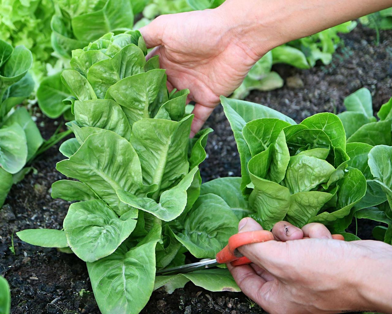 How to harvest lettuce so it keeps growing: top tips for more salad leaves