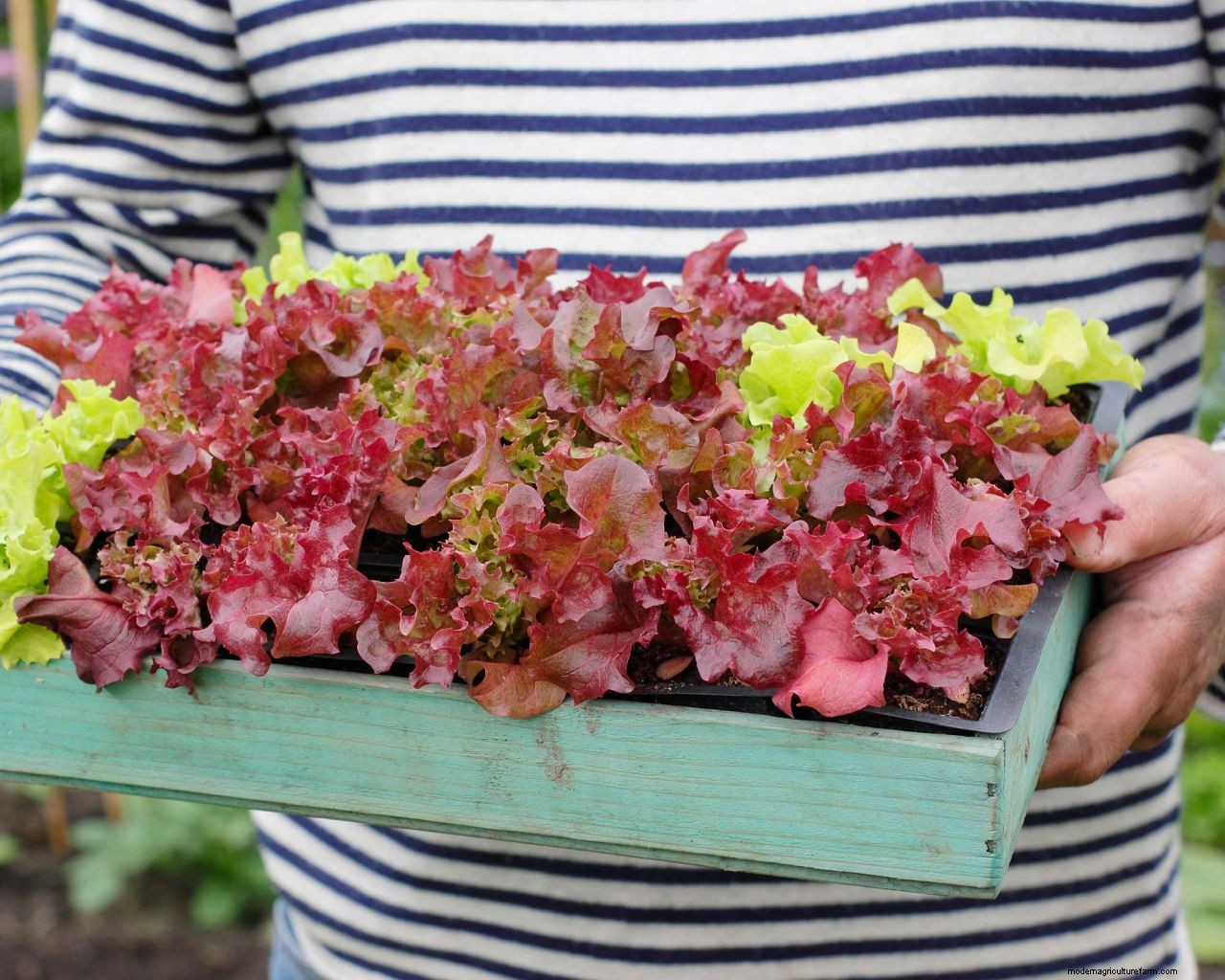 How to harvest lettuce so it keeps growing: top tips for more salad leaves