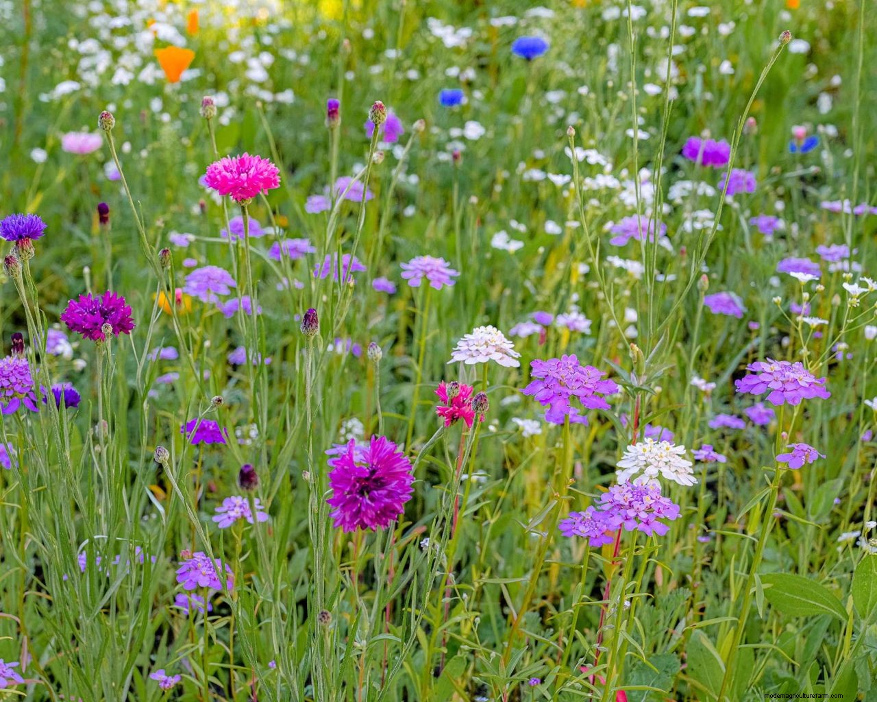 How to grow grass in hot, dry weather: 6 top tips for a luscious lawn when its warm