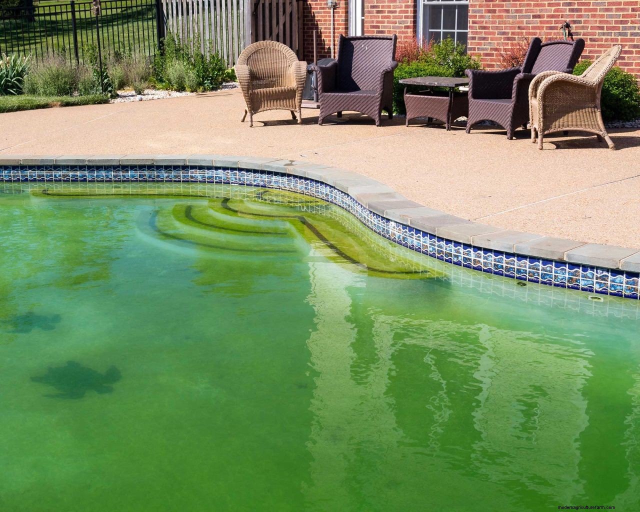 Cloudy pool water: tips to make your swimming pool crystal clear again