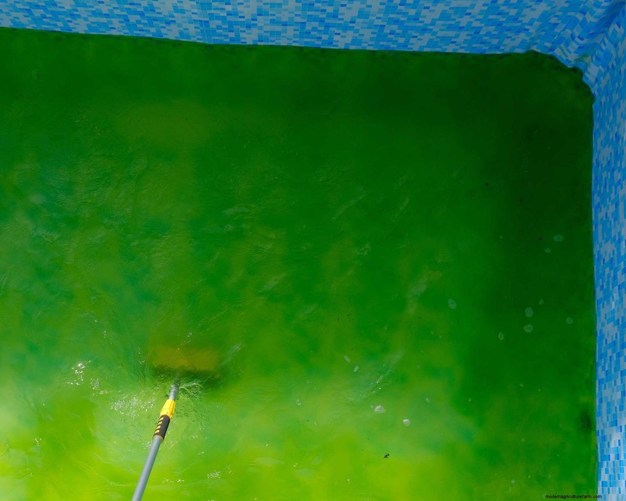 How to get rid of algae in a pool: tackle that unsightly green growth with these tips