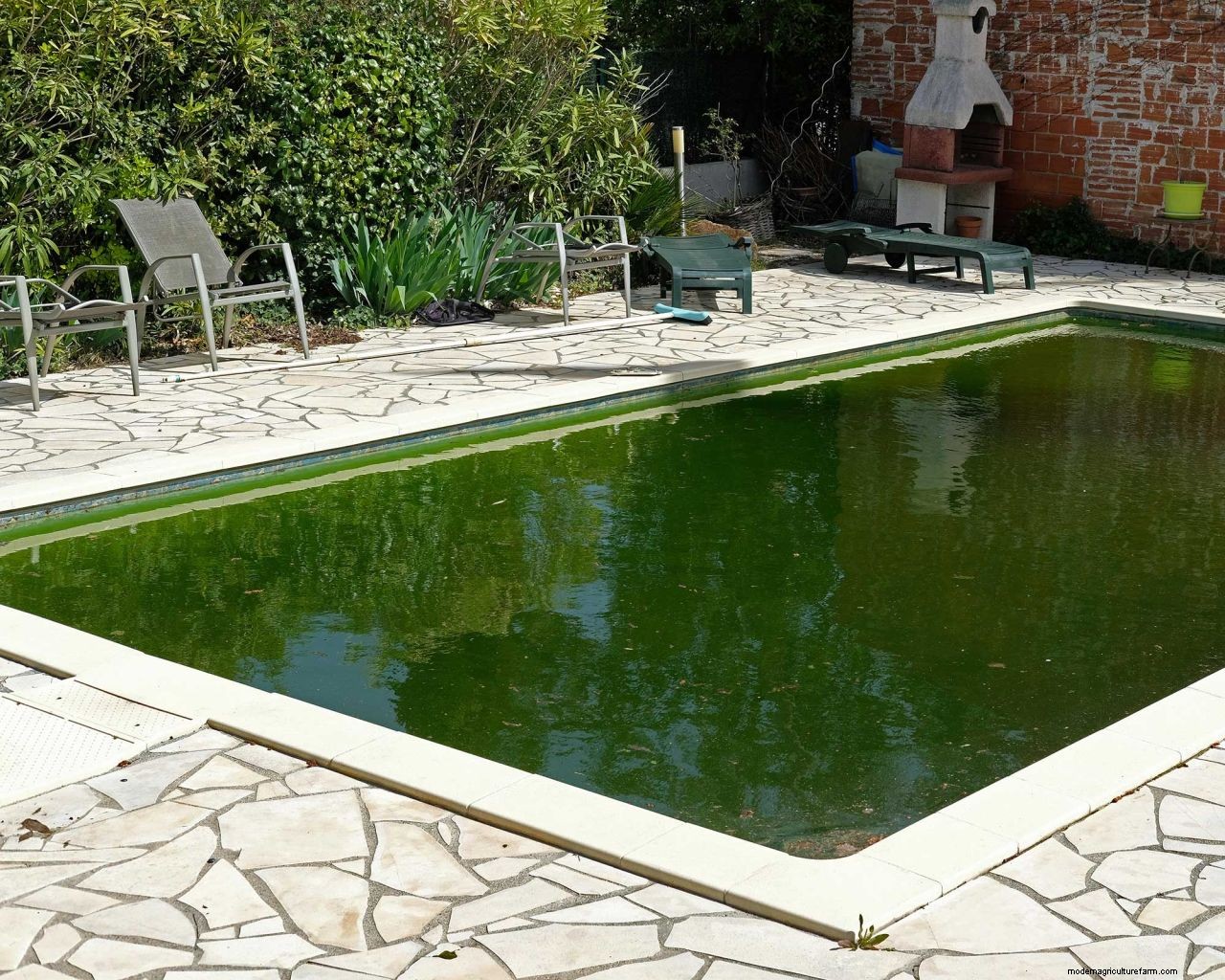 How to get rid of algae in a pool: tackle that unsightly green growth with these tips