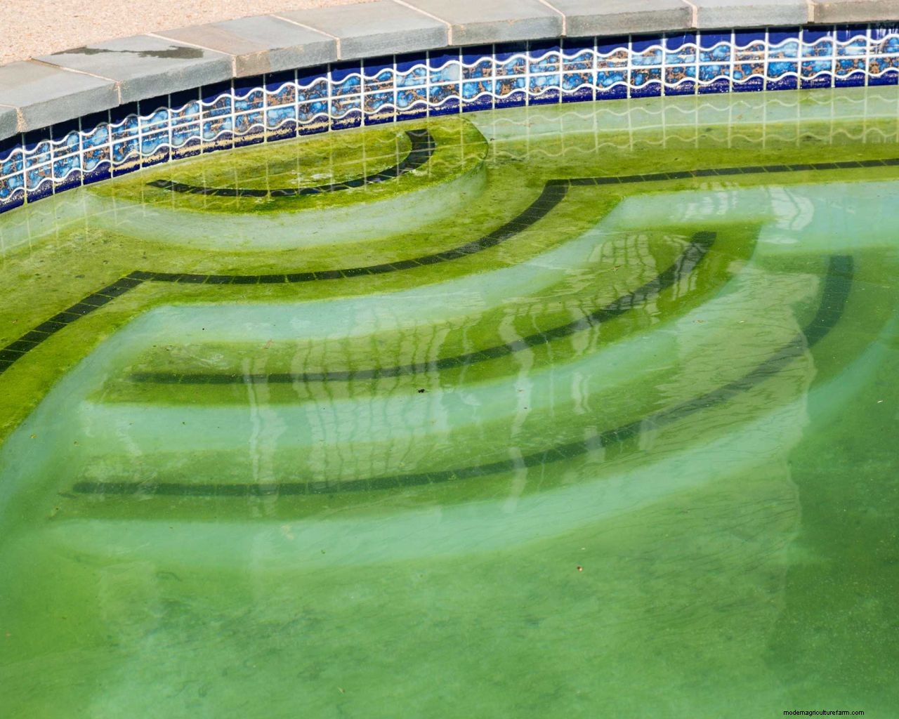 How to get rid of algae in a pool: tackle that unsightly green growth with these tips
