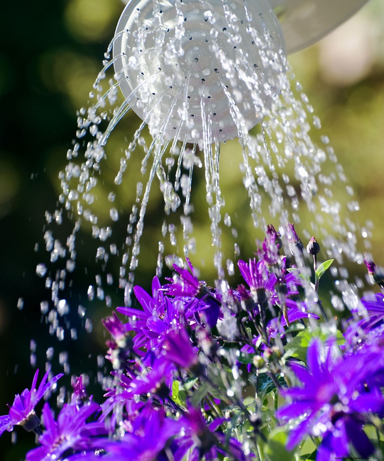 How to protect plants from heat: 7 clever ways to beat the hot weather