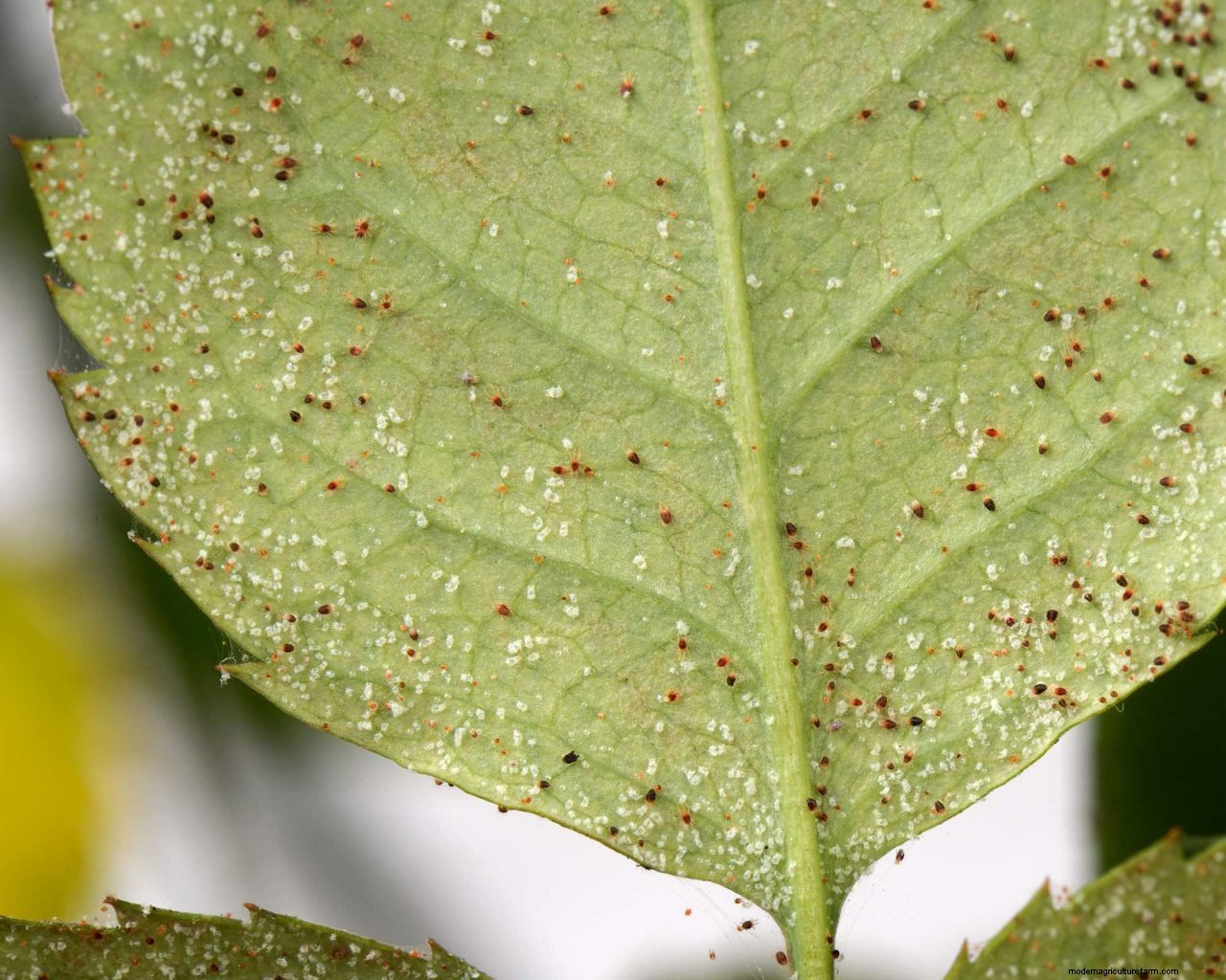 How to get rid of spider mites: clear these tiny pests from your yard