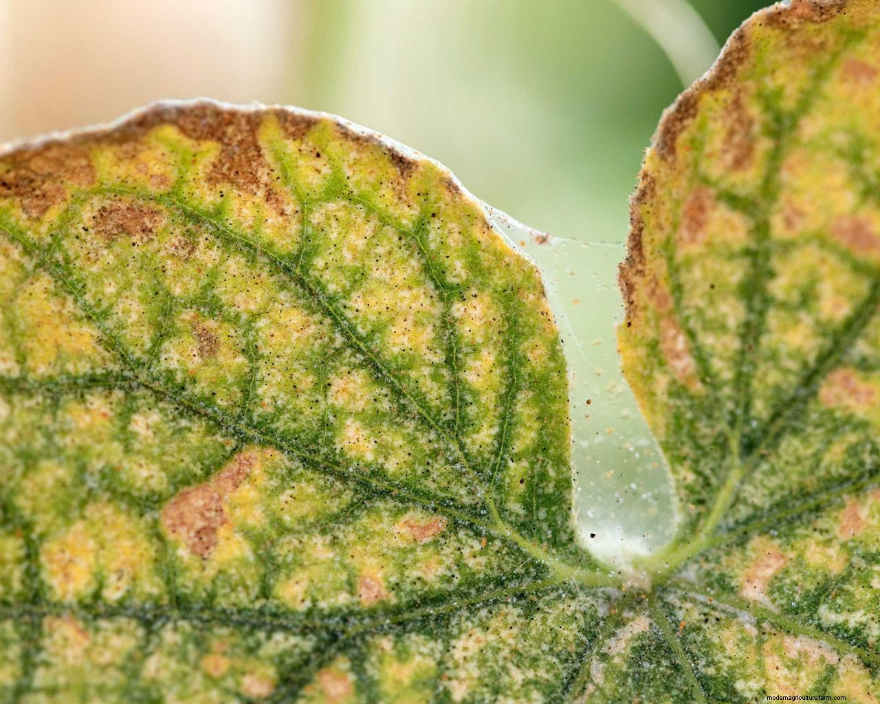 How to get rid of spider mites: clear these tiny pests from your yard
